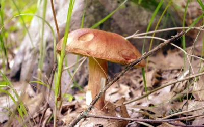 Exploring the Recreational Opportunities in Lake Country’s Parks and Lakes