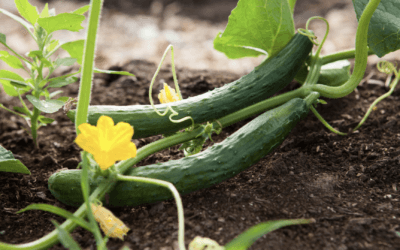 Bringing Farm-to-Table to Life: Mukwonago Garden Feeds Waukesha&rsquo;s Community in Need