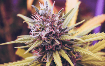 Varying Cannabis Citation Rates Across Wisconsin Reflect Local Enforcement Choices