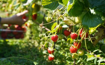 Strawberry Season Kicks Off in Lake Country