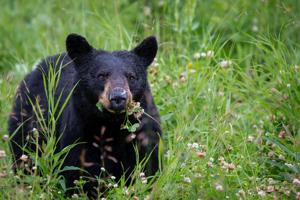 Wisconsin authorities investigating Barron County black bear attack