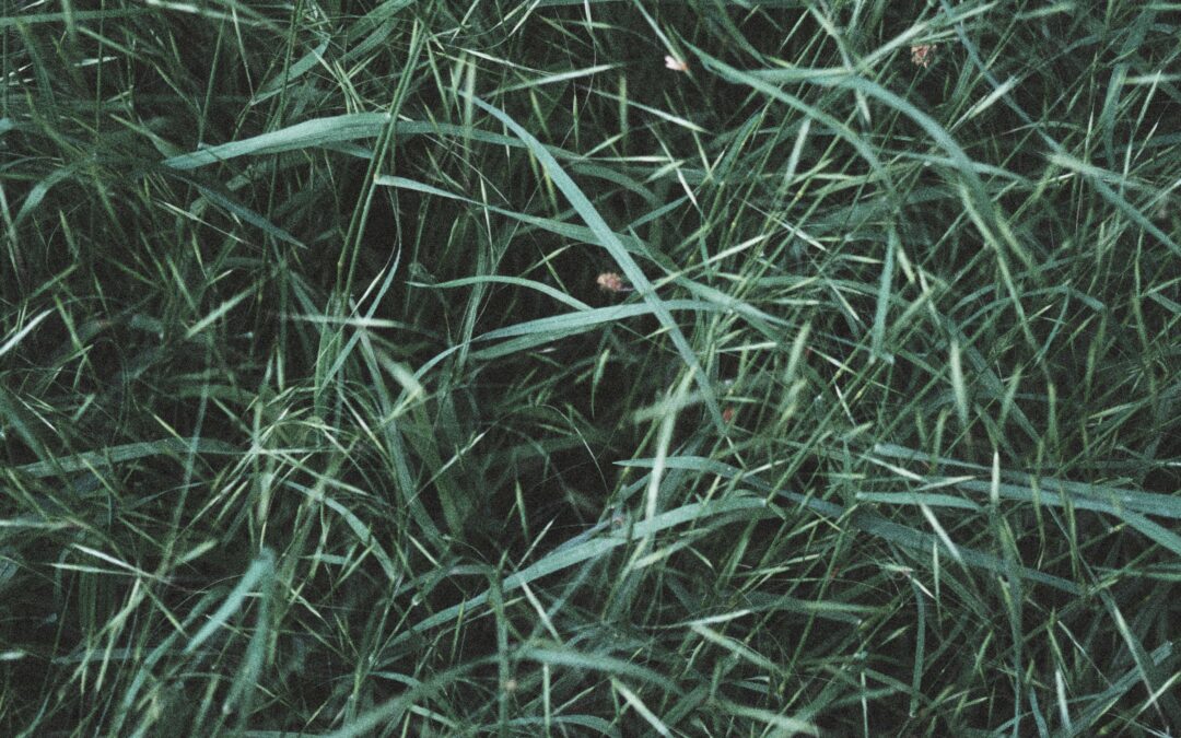 Invasive Stilt Grass Moves Into Southern Wisconsin