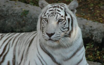 Shalom Wildlife Zoo Faces Legal Pressure from Farmington Group