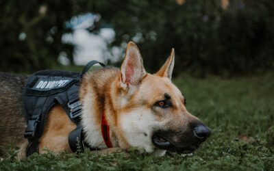 Waukesha K9 Unit Adds Newest Member, ‘Maia’