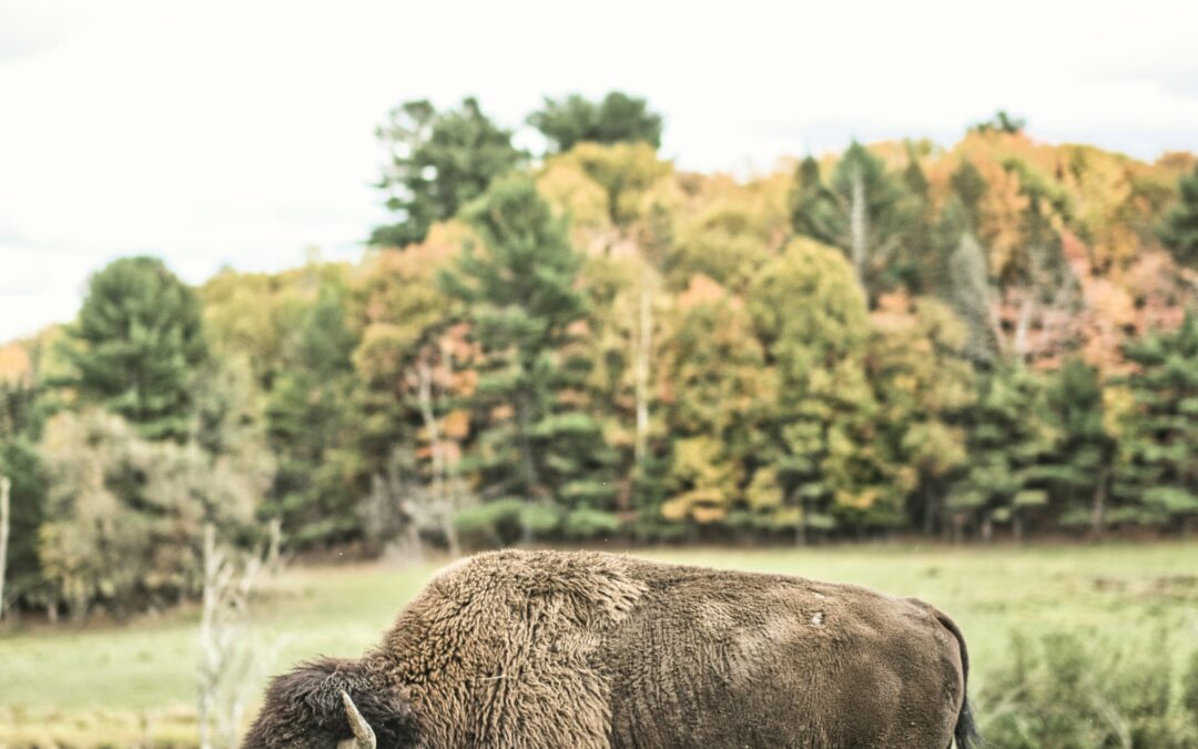 Shalom Wildlife Sanctuary Provides Update on Legal Battle