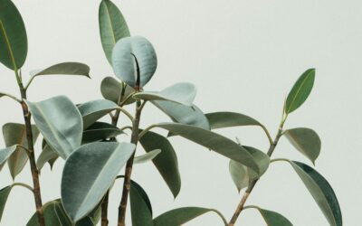 New FlexFarm Initiative Serves St. Joan of Arc Parish Students