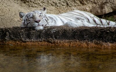 Shalom Wildlife Zoo Benefits from Town of Farmington&rsquo;s Amendment Approval