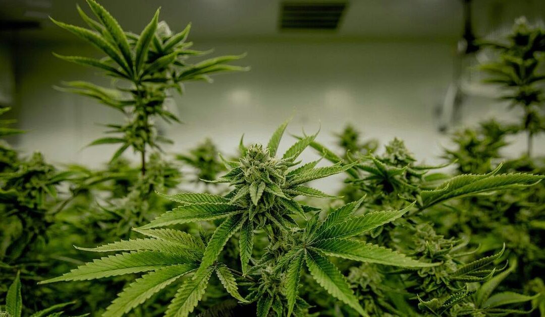 Wisconsin Democrats use 4/20 to push for marijuana legalization